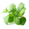 Balsam, Leacul bunicii®, cu plante  BIO, Life Care®