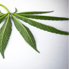 Crema pentru corp, cu ulei de canepa si plante BIO, Life Care®