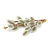 ActiveSalicin, cu extract din scoarta de salcie alba, Life Care®