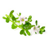 NeuroBooster Complex, cu extract de Brahmi si L-Triptofan, Life Care®