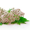 Relaxant, cu extract de Valeriana, Life Care®