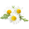 Sampon pentru volum, cu musetel BIO, Life Care®