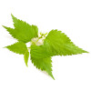 Sampon pentru par gras, cu urzica BIO, Life Care®