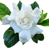 Ulei esential de Gardenie, natural, Life Care®