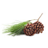 Ulei esential de Pin, natural, Life Care®