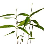 otetul de bambus din Plasturii detoxifianti pentru picioare